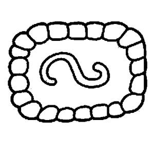 muyal